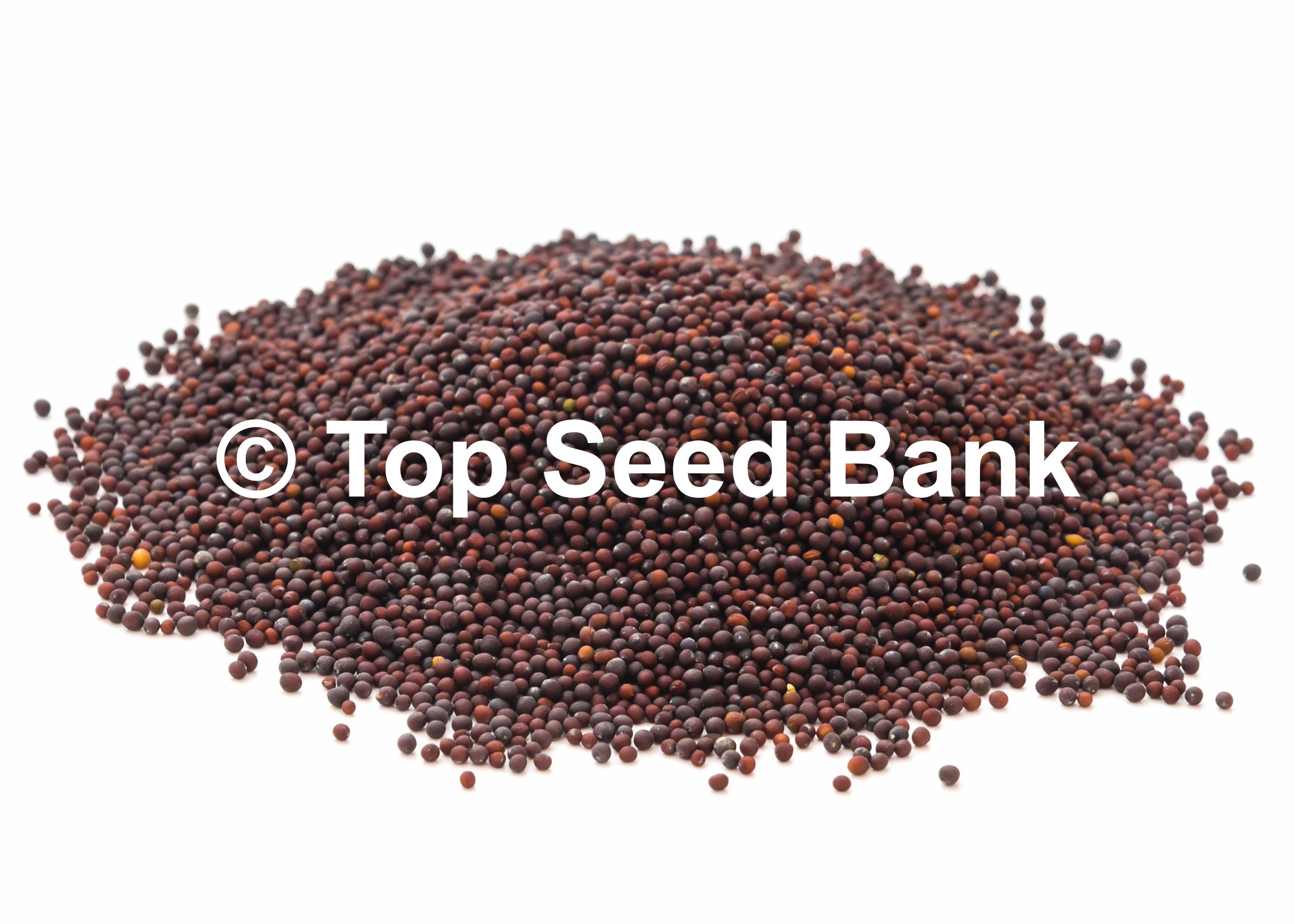 200 Baby mustard green seeds early and easy to grow 30 days Etsy