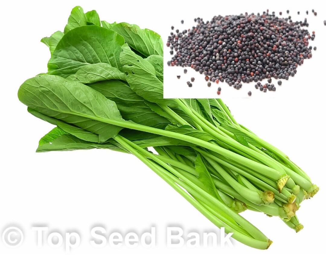 200 Brassica Integrifolia, Cai Ngot, Cải Ngọt Seeds, 35 Days Free GIFT