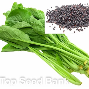 200+ Brassica integrifolia, Cai Ngot, cải ngọt seeds, 35 days + Free GIFT | Top Seed Bank