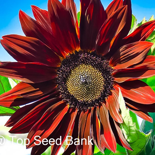 15+ Chocolate Cherry Sunflower seeds, deep burgundy petals + Free GIFT | Heirloom, Organic| Top Seed Bank