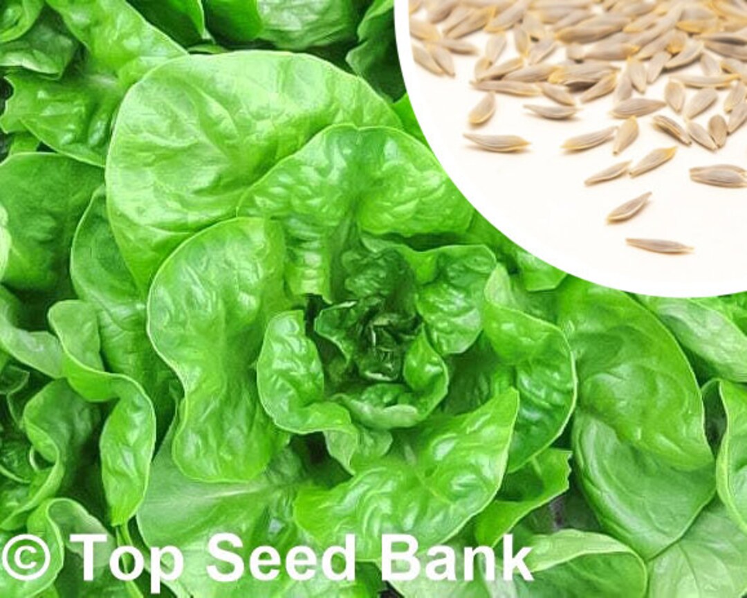 150 Winter Density Romaine Lettuce Seeds, Heat and Frost Tolerant, Slow