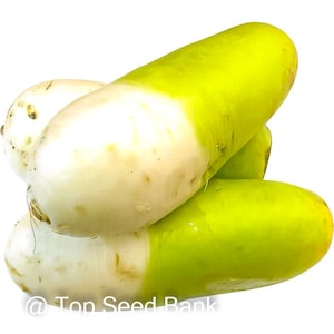 100+ Cheong Du Korean Radish seeds, green head + Free GIFT | Organic | Top Seed Bank