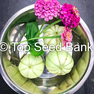 10+ Kiku Chrysanthemum melon, dưa cúc Nhật seeds + Free GIFT | Non-GMO, Organic| Top Seed Bank