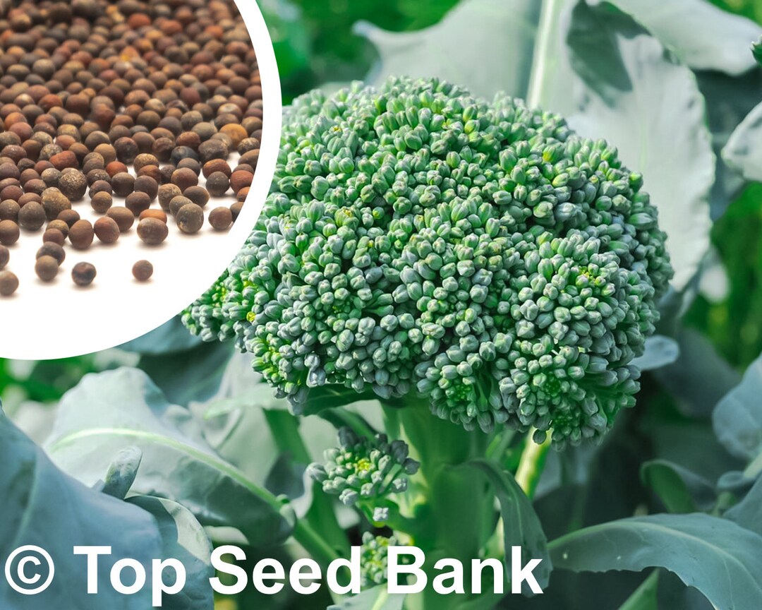 150 De Cicco Broccoli Seeds Many Side Shoots Multicut Etsy