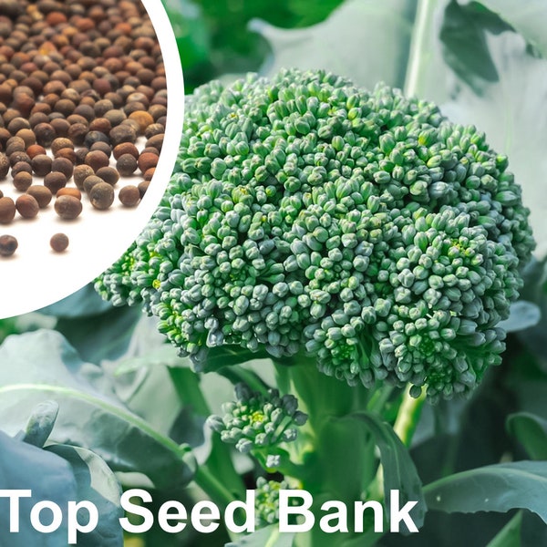 150+ De Cicco Broccoli seeds, Many Side Shoots, Multi-cut + Free GIFT | Heirloom, Organic| Top Seed Bank