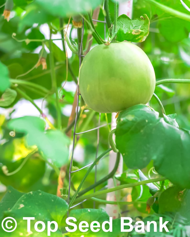 10 Sakata Sweet Melon seeds Edible skin fruit 80 days Etsy