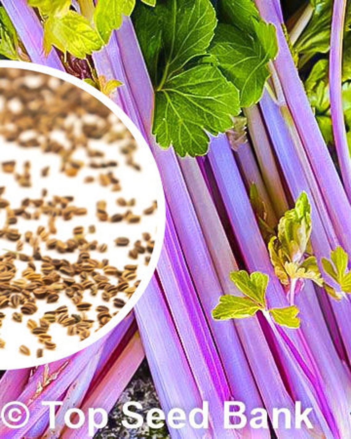 50 Pink Plume Celery seeds Purple Stems Cold Hardy Etsy