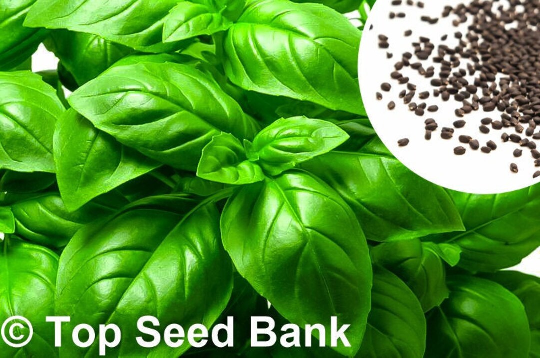 100 Italian Large Leaf Basil Seeds, Genovese Type Sweet Basil Free GIFT