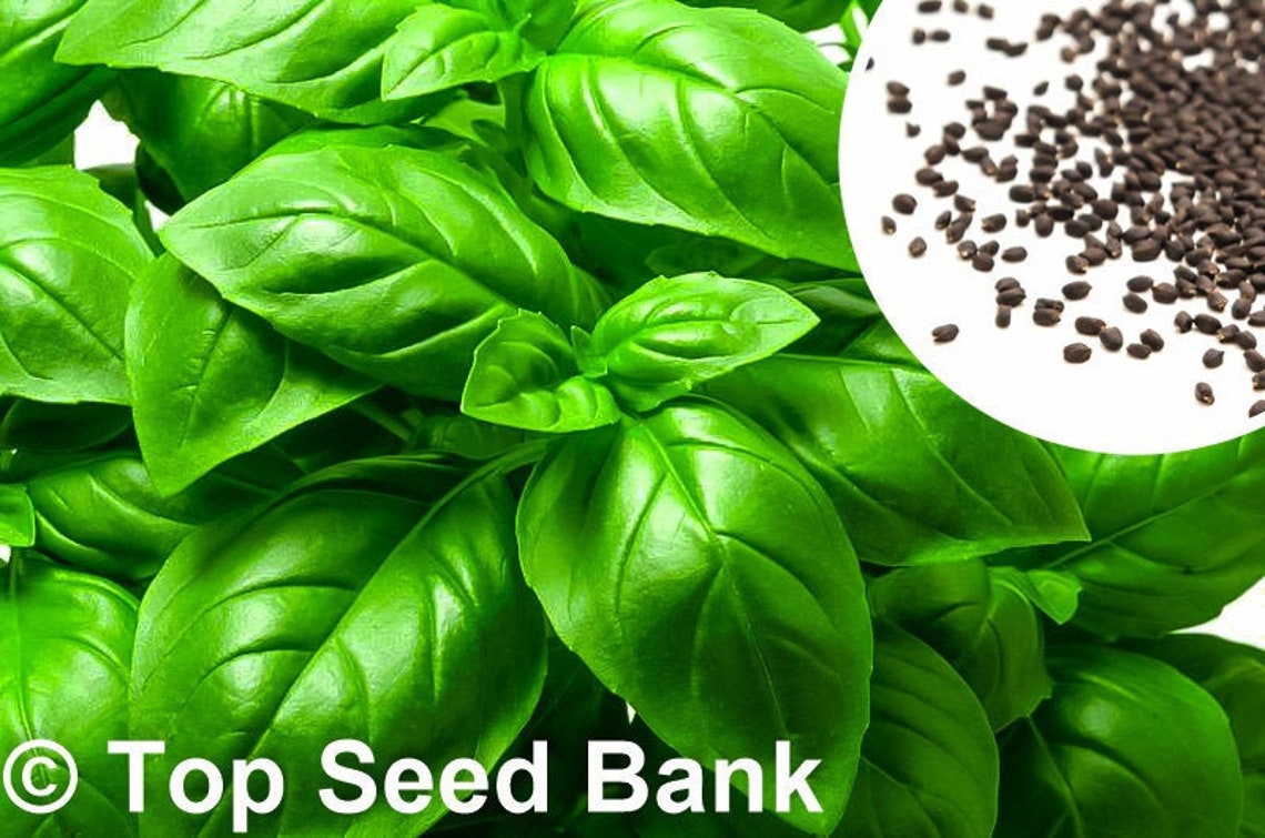 100 Italian Large Leaf Basil Seeds Genovese Type Sweet Basil Etsy