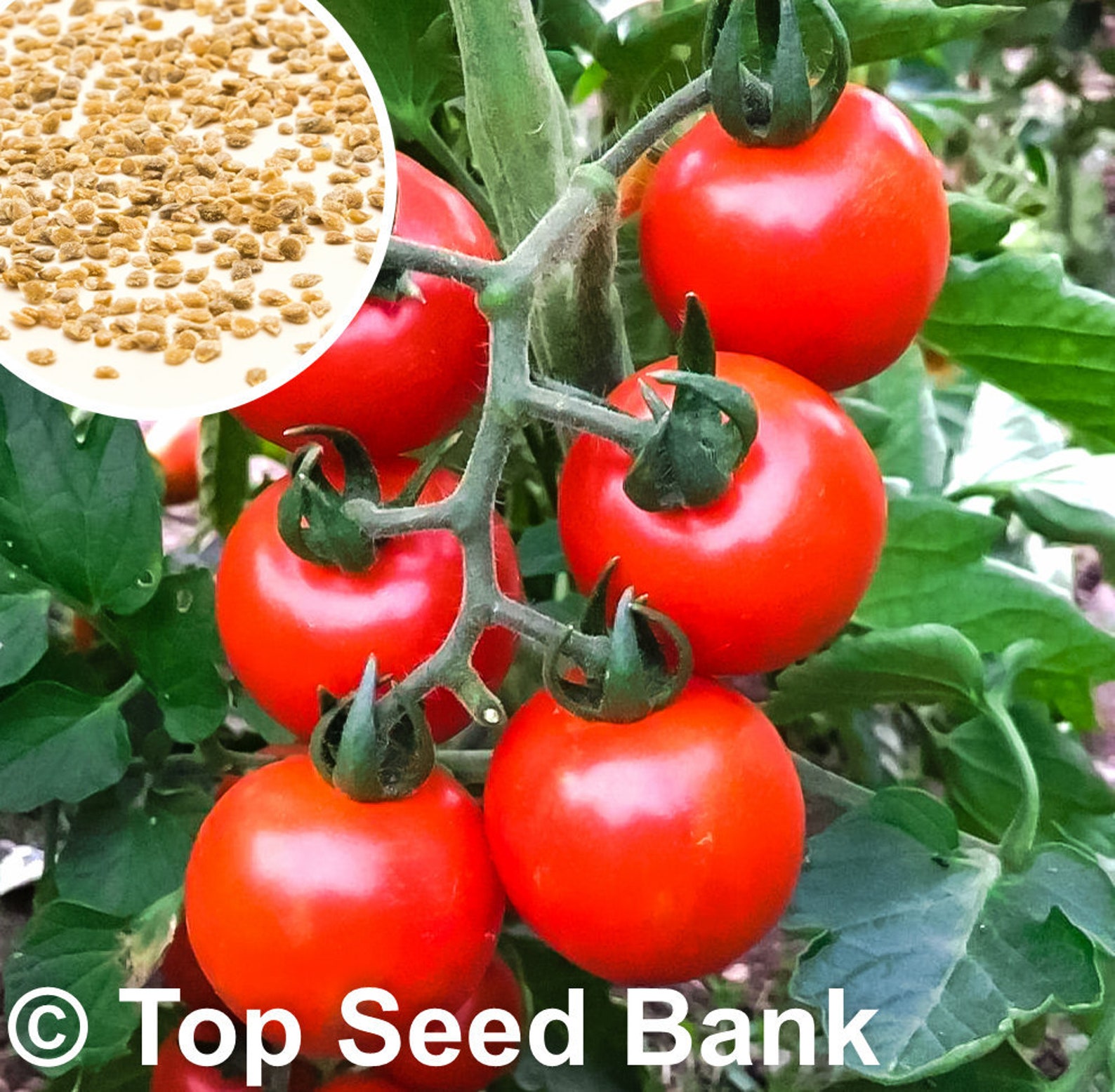 25 Large Red Cherry Tomatoes seeds Indeterminate Free GIFT Etsy