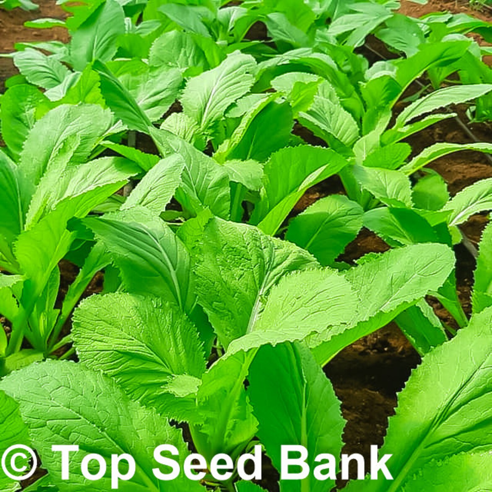 200 Baby Mustard Green Seeds Early and Easy to Grow 30 Days Etsy