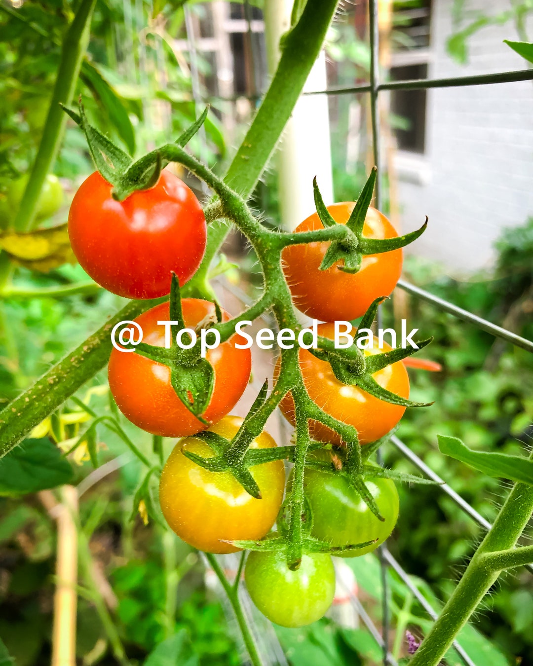 120+ Chocolate Cherry Tomato Seeds – Super Sweet Heirloom, Rare, Fresh