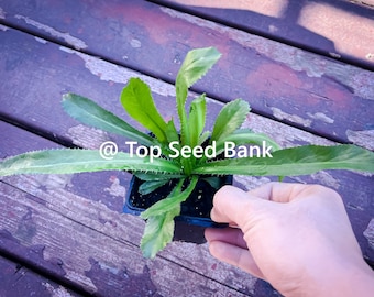 2 Live Plants – Culantro, Mexican coriander, recao, Ngo Gai, Chadon Beni + Free GIFT | Organic | Top Seed Bank