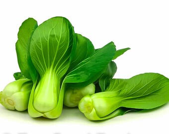 2500 FREE SHIPPING! BABY PAK CHOI Bok Choy Chinese Cabbage Seeds USA Seller! 2500 FREE SHIPPING! BABY PAK CHOI Bok Choy Chinese Cabbage Seeds USA Seller!
