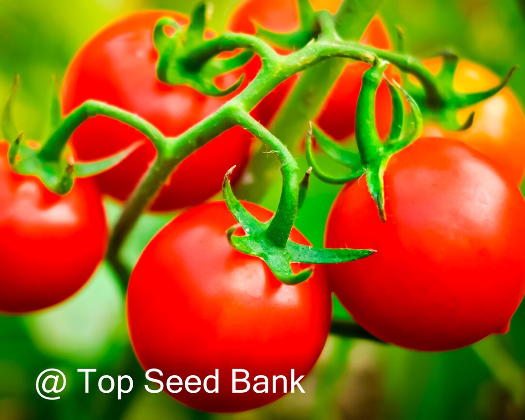 10 Husky Red Cherry Tomato Seeds, Dwarf, Determinate up to 4ft Free