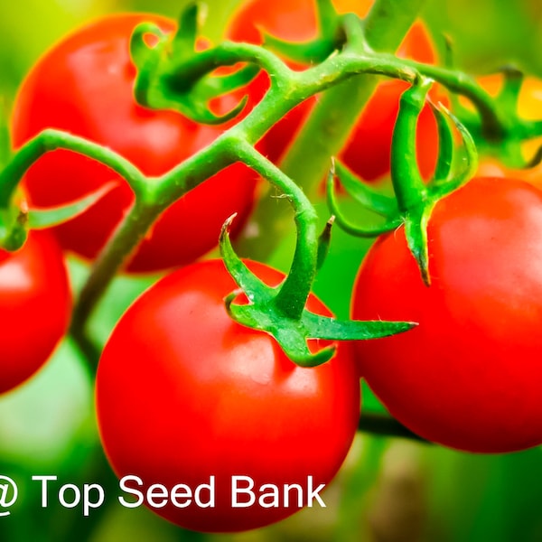 10+ Husky Red Cherry Tomato seeds, dwarf, determinate up to 4ft + Free GIFT | Organic| Top Seed Bank