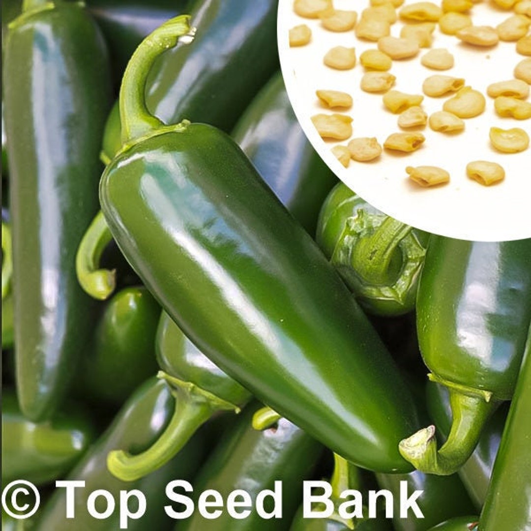 15 Tam Jalapeno Pepper Seeds Texas A&M Mild Pepper Free Etsy