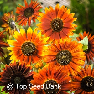 10+ Dwarf sunflowers Mardi Gras Blend (Pale Yellow to Dark Red) + Free GIFT | Non-GMO, Organic| Top Seed Bank