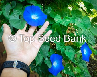 25+ Morning Glory, Clarke Heavenly Blue seeds + Free GIFT | Non-GMO | Top Seed Bank