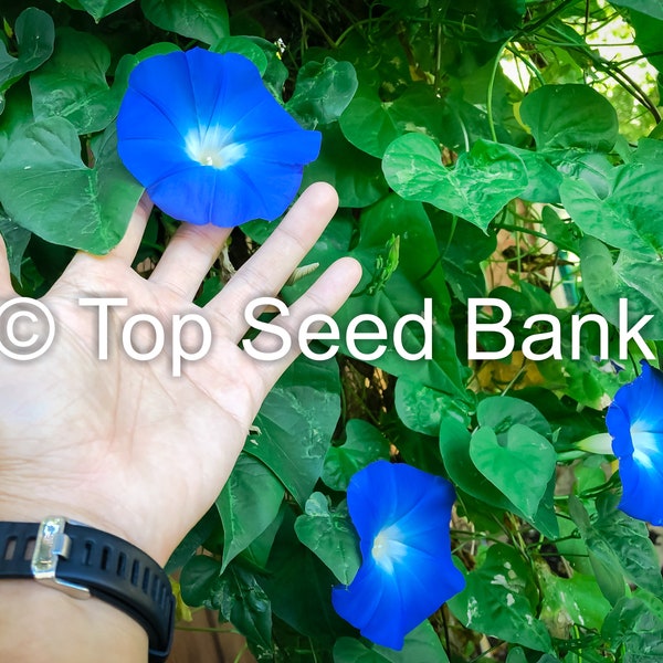 25+ Morning Glory, Clarke Heavenly Blue seeds + Free GIFT | Non-GMO | Top Seed Bank