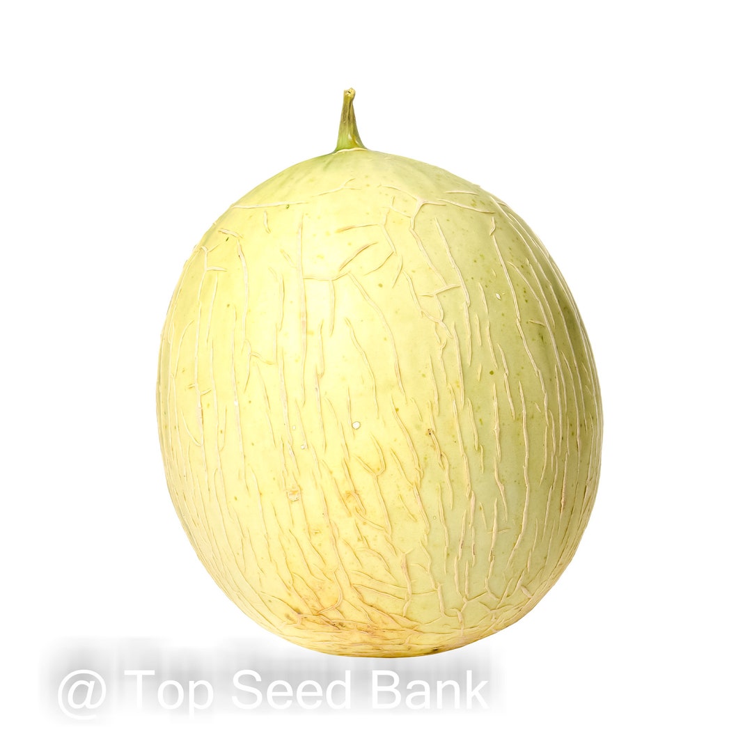 10 Hakucho Japanese Melon Seeds, Charentais French Cantaloupe Free GIFT