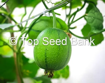 Apple Luffa seeds, Taiwan Apple Loofah, mướp táo Đài Loan + Free GIFT | Non-GMO, Organic| Top Seed Bank