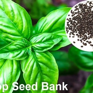100+ Genovese Basil seeds, Classic Italian Herbs, Slow-Bolt + Free GIFT | Non-GMO, Container Friendly | Top Seed Bank