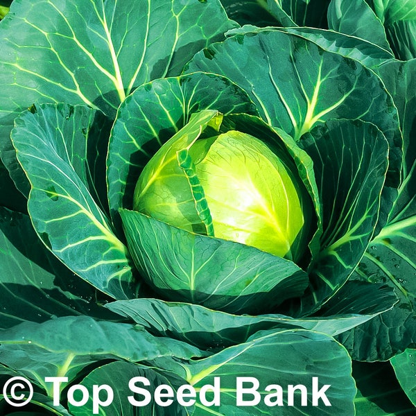 200+ Cabbage All Season seeds, heat tolerant, 63 days + Free GIFT | Non-GMO, Organic| Top Seed Bank