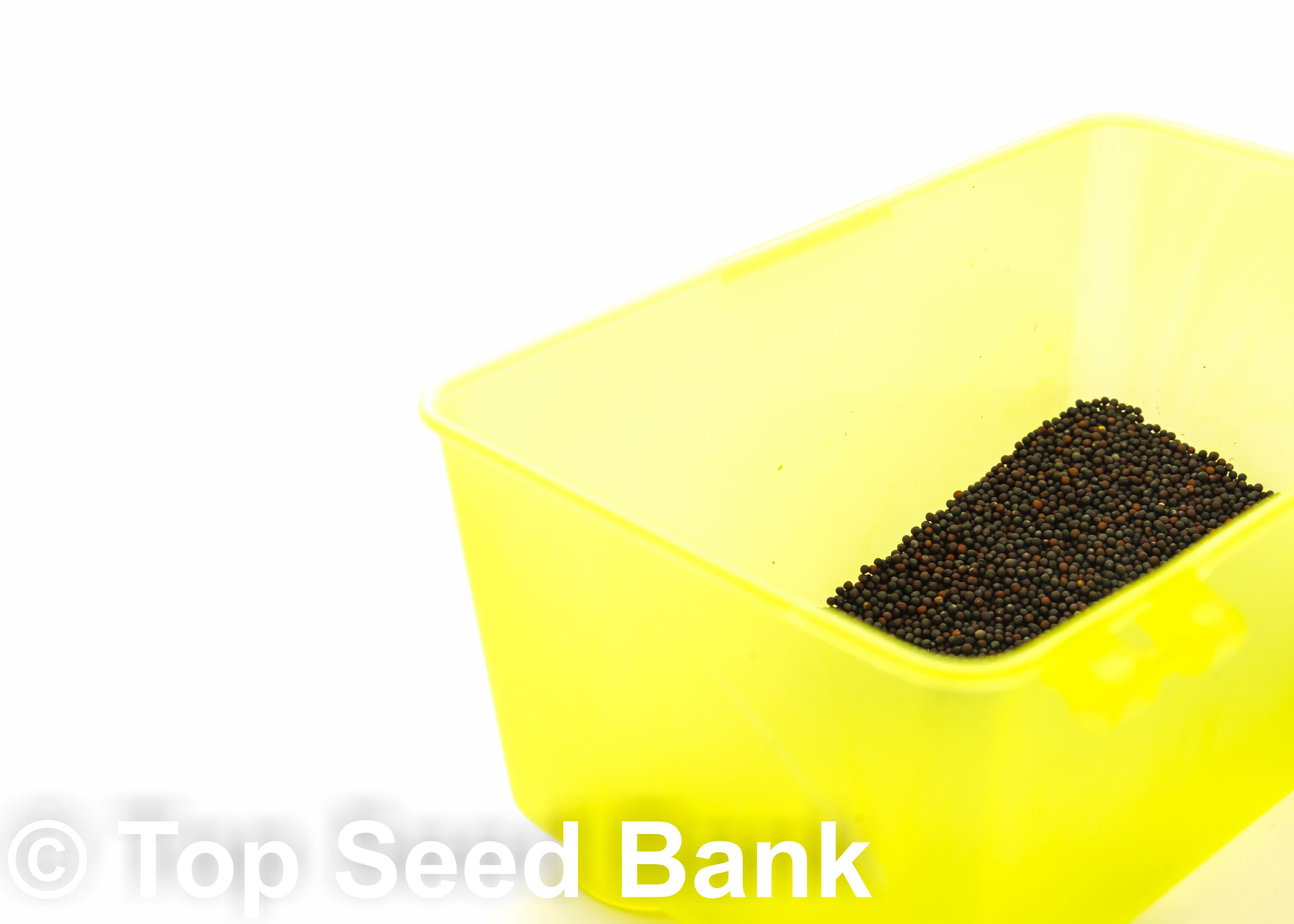 Qty Seeds From California & Bonus Veggie Seeds Baby Bokchoy Organic Qty 200