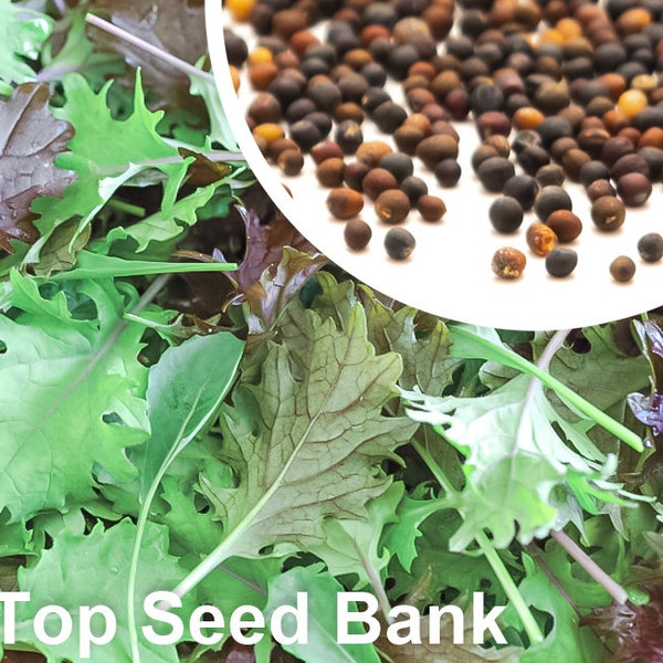 100+ Blend Kale seeds, Dwarf Blue Curled, Lacinato, Red Russian, Siberian Improved + Free GIFT | Organic, Heirloom | Top Seed Bank