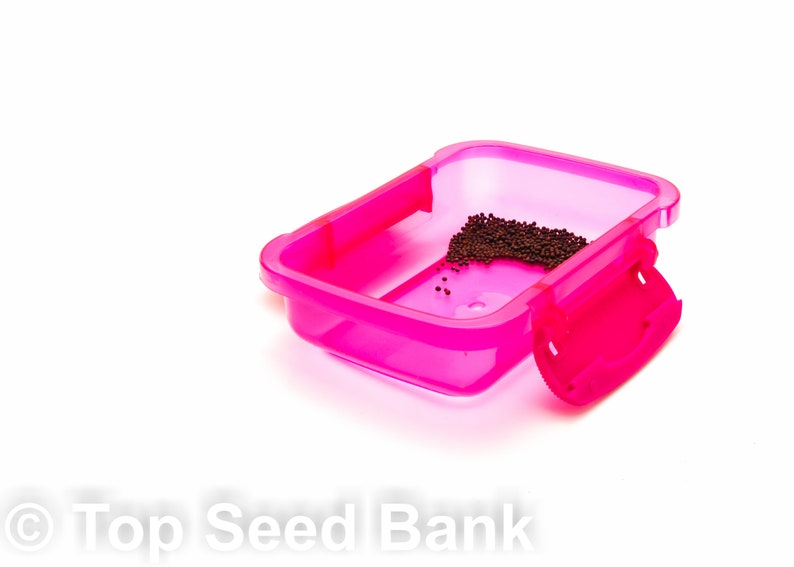 200+ Mustard Japanese Giant Red seeds Non-GMO Free GIFT Heat and Cold Tolerant Organic| Top Seed Bank