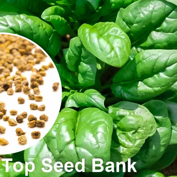 200+ Spinach, Giant Noble seeds, Long-Standing Gaudry + Free GIFT | Fast Growing, 43 Days | Top Seed Bank
