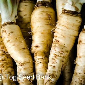 100+ Salsify, Mammoth Sandwich Island seeds, Vegetable Oyster + Free GIFT | Organic| Top Seed Bank