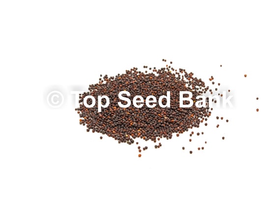 Mustard Seeds (Heirloom), Shop 7 Varieties