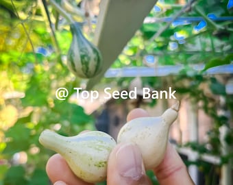 7+ Tennessee Dancing Gourd seeds, spinning tiny Bottle Calabash + Free GIFT |Heirloom, Organic| Top Seed Bank