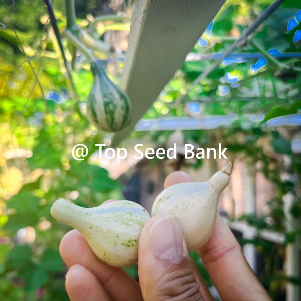 7+ Tennessee Dancing Gourd seeds, spinning tiny Bottle Calabash + Free GIFT |Heirloom, Organic| Top Seed Bank