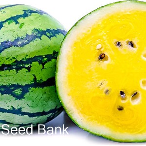 10+ Yellow Gem Sweet Watermelon seeds, Icebox + Free GIFT |Organic| Top Seed Bank