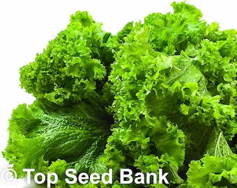 200+ Southern Giant Curl Mustard seeds + Free GIFT | Non-GMO, Organic| Top Seed Bank