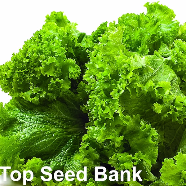 200+ Southern Giant Curl Mustard seeds + Free GIFT | Non-GMO, Organic| Top Seed Bank