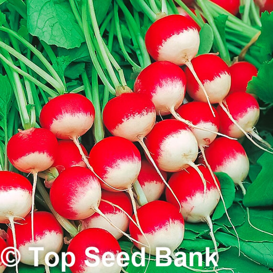 200 Radish Sparkler White Tip seeds 25 Days Free GIFT Etsy