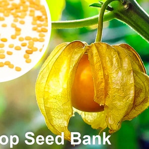 25+ Poha Berry seeds, Cape Gooseberry + Free GIFT | Heirloom, Organic| Top Seed Bank