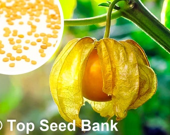 25+ Poha Berry seeds, Cape Gooseberry + Free GIFT | Heirloom, Organic| Top Seed Bank