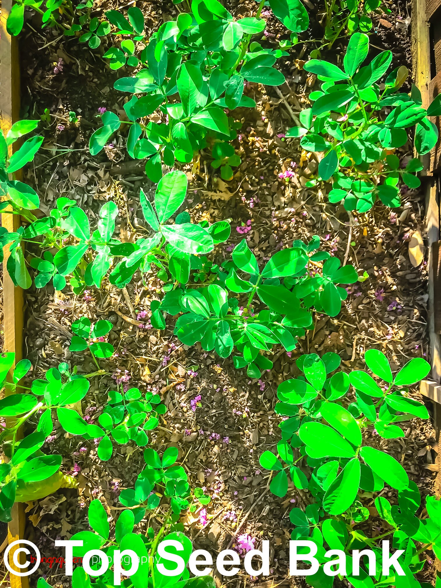 20 Peanut Seeds Raw Uncooked Ready for Planting 105 Days Etsy