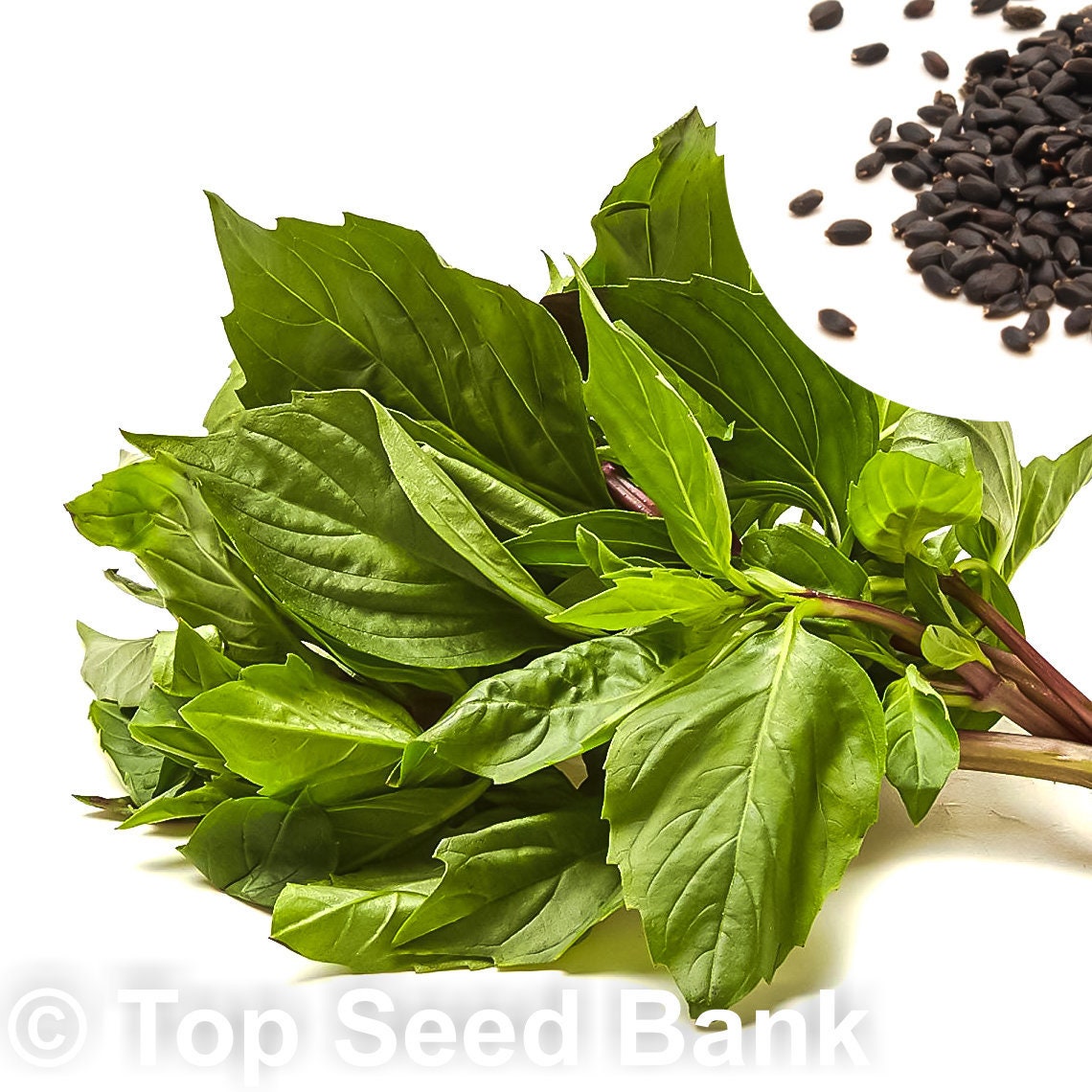 50 Large Leaf Thai Basil seeds Sweet Basil Húng Quế Lá To Etsy