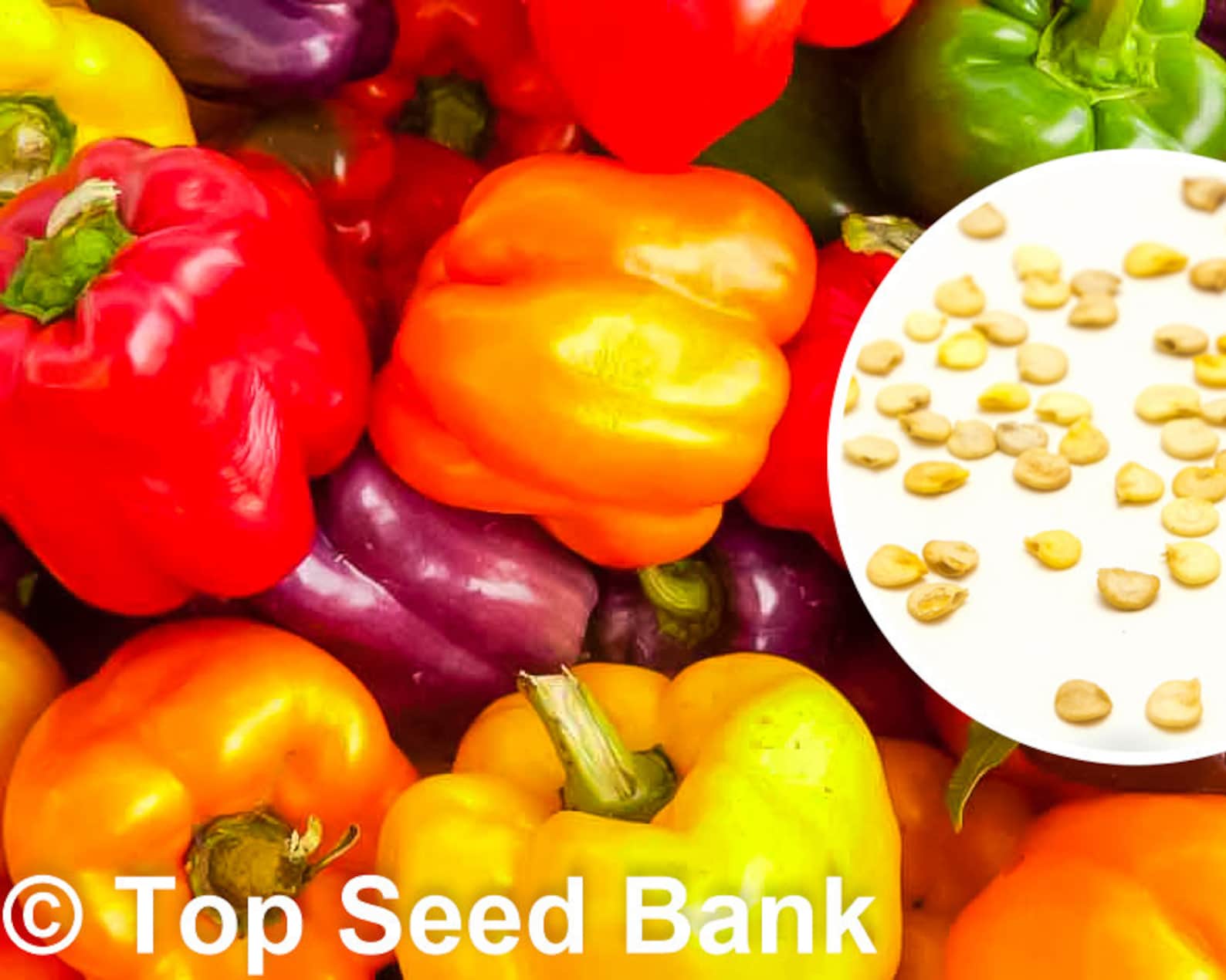 20 Grand Bell Mix Pepper seeds Colorful Rainbow Blend Free Etsy