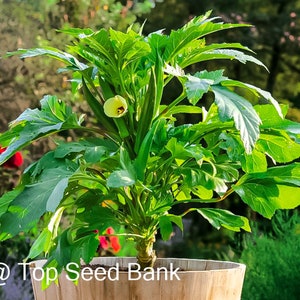10+ Baby Bubba Okra seeds, dwarf, container friendly + Free GIFT | Organic| Top Seed Bank