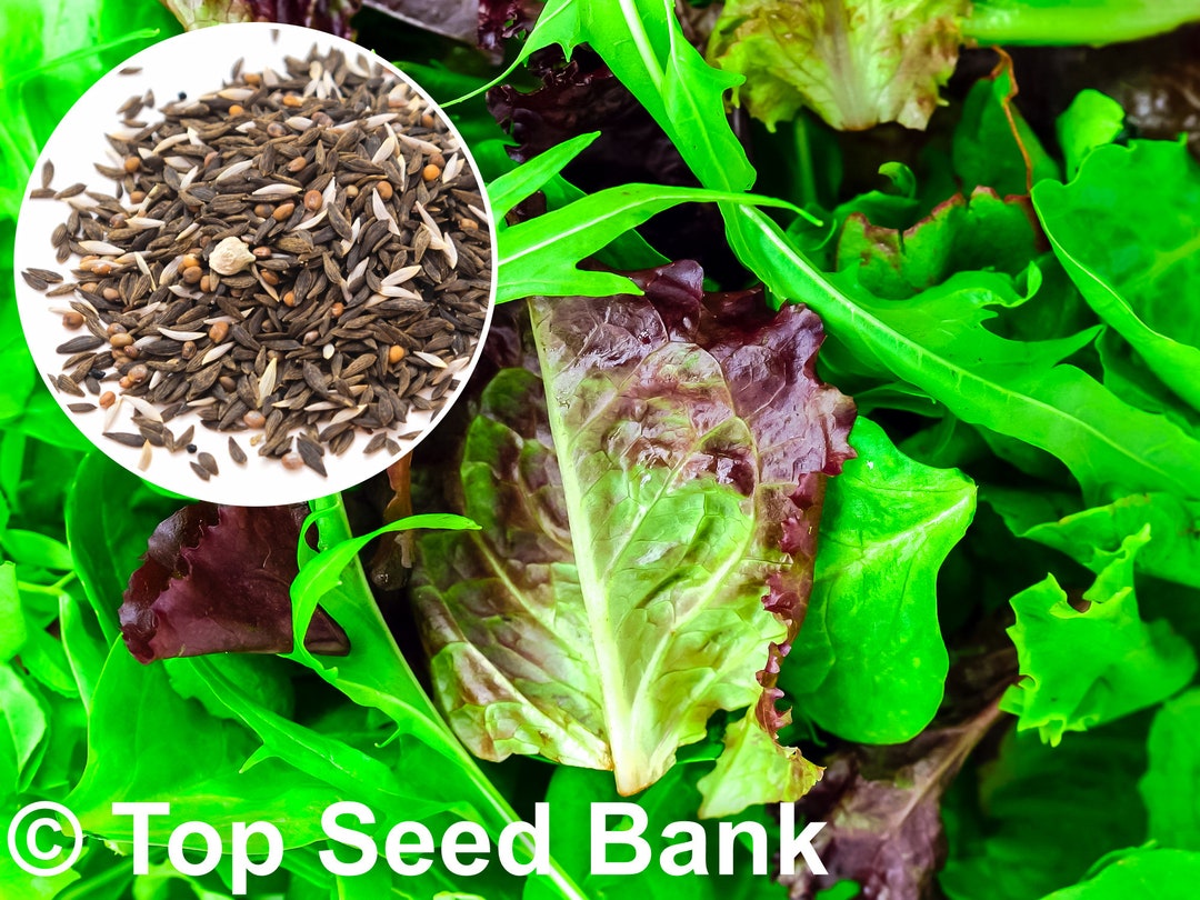 2gram Baby Green Spring Mixed Salad Seeds Fresh Mesclun 20 Etsy