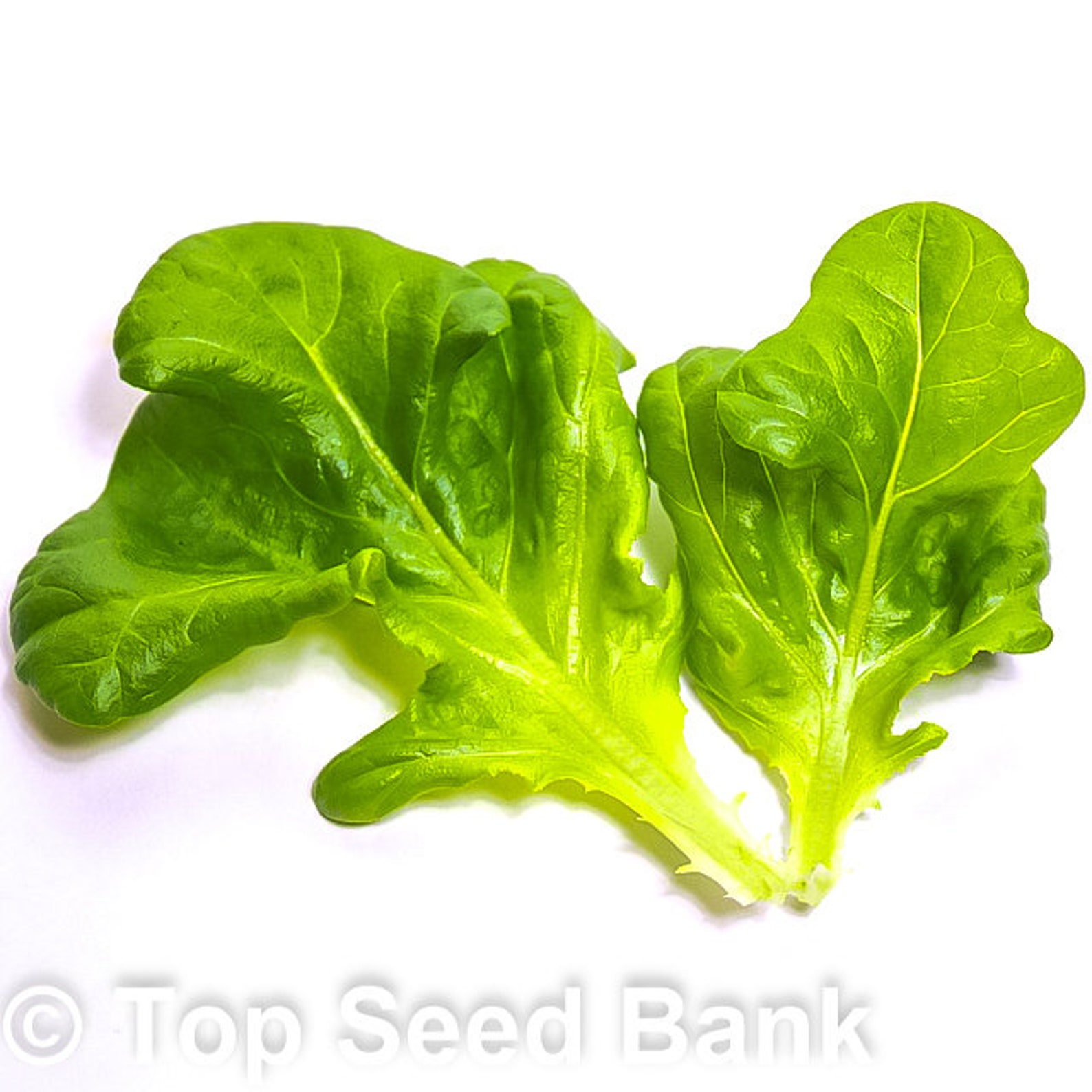 150 Oak Leaf Lettuce Seeds Heat Tolerant Disease Resistance Etsy
