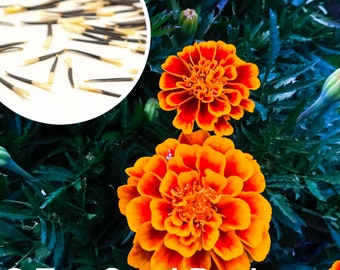 50+ Queen Sophia Marigold seeds, French Marigold + Free GIFT | Non-GMO, Open Pollinated | Top Seed Bank