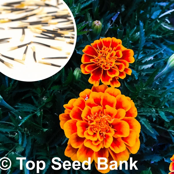 50+ Queen Sophia Marigold seeds, French Marigold + Free GIFT | Non-GMO, Open Pollinated | Top Seed Bank